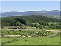 Cattle, Home Farm, Dunalastair