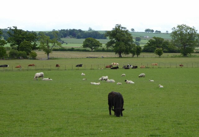 Cattle and sheep in pasture