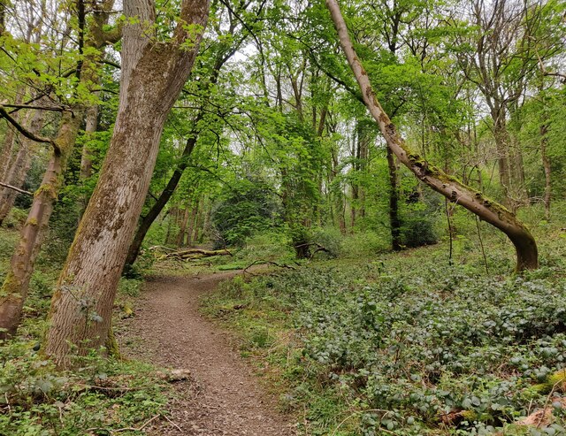 Path and woodland at the Gullet