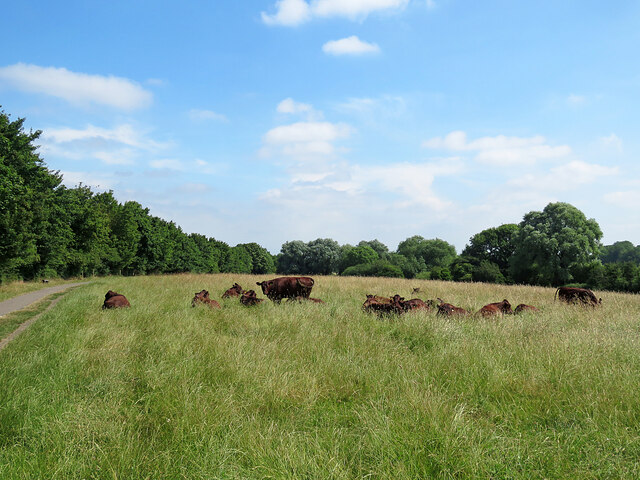 Red polls on Grantchester Meadows