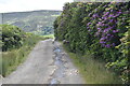 Rhododendrons beside the track