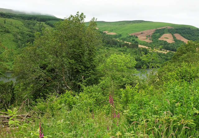 Hillside vegetation above Talybont Reservoir