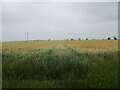 Field of ripening barley near Grimoldby