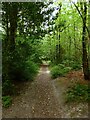 Track, Ashdown Forest