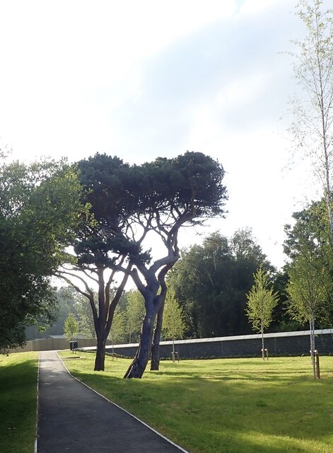 Scots Pines in Islands Park