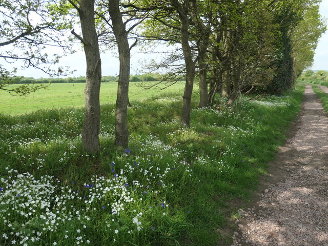 Spring flowers along the bridleway