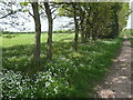 SP1998 : Spring flowers along the bridleway by Christine Johnstone