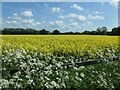 SP1995 : Oilseed rape field, west of Bodymoor Heath by Christine Johnstone