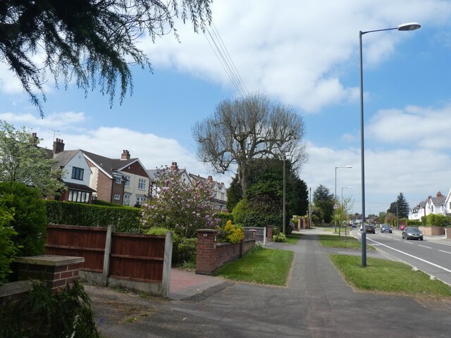 Mature front garden tree, Uttoxeter Road, Littleover, Derby