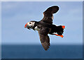 NU2135 : A puffin flypast at Inner Farne by Walter Baxter