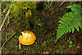 Fungus below Bryn Melyn