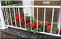 Geraniums on High Street, Eccleshall