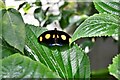 Stratford-Upon-Avon Butterfly Farm: Blue-frosted banner 