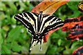 Stratford-Upon-Avon Butterfly Farm: Three Tailed Swallowtail 