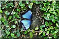 Stratford-Upon-Avon Butterfly Farm: Blue Morpho 