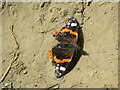 SE9586 : Red Admiral on Great Moor Road by T  Eyre