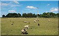 Sheep in field, Asheldham Chase