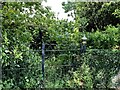 Overgrown entrance along Ashmenagh Road, Maine