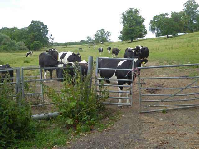 Cows near Crowle