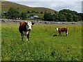 SK1070 : Cow and calf in a field by Ian Calderwood