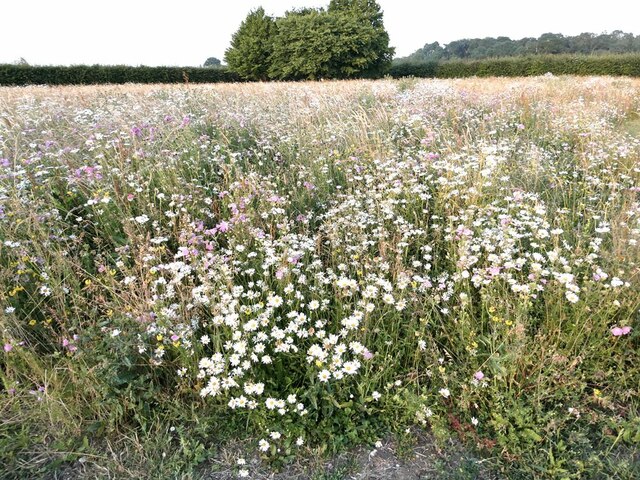 Wildflower meadow at Hog Hill House
