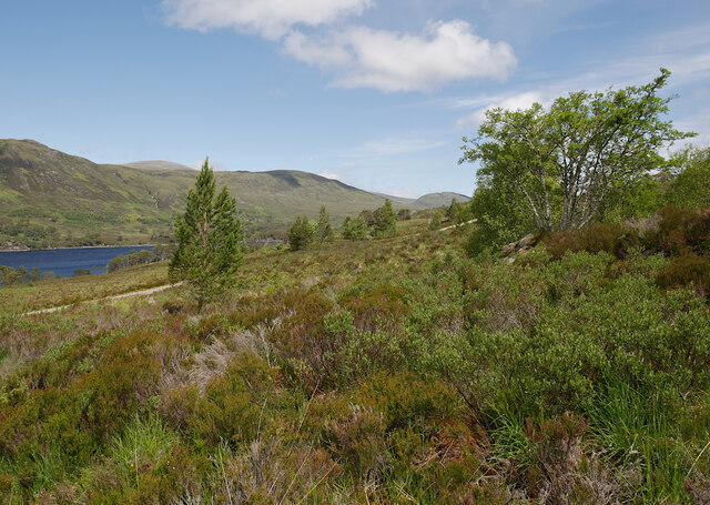 Woodland by Loch Affric