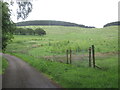 Newly wooded hillside