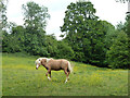 Horse with buttercups