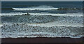 SX8962 : Waves, Hollicombe Beach by Derek Harper