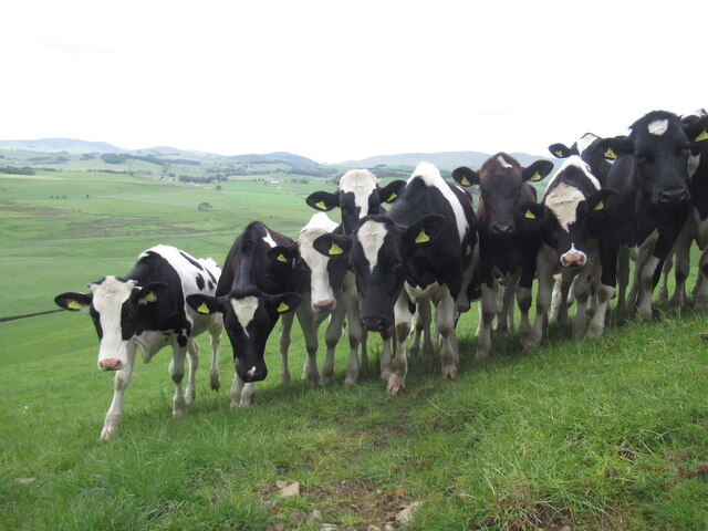 Friesian heifers, Burnfoot