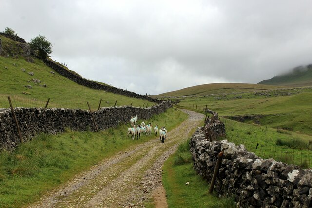 Sheep on Horton Scar Lane