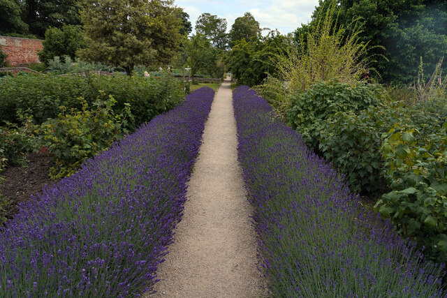 The lavender path
