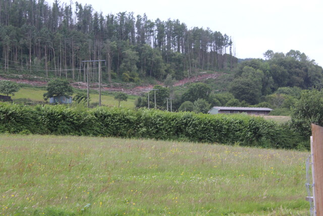 Coniferous plantation, Mynydd Henllys