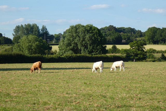 Pasture, Swallowfield