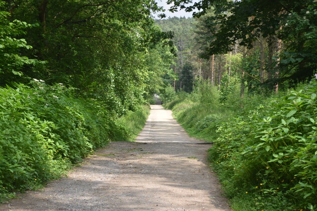Dales Way path in Chevin Forest Park