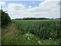 Field of beans and Rough Cover