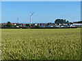 Field of crops on the edge of Methil