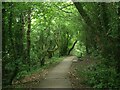 Footpath in woodland at Kenfig Hill