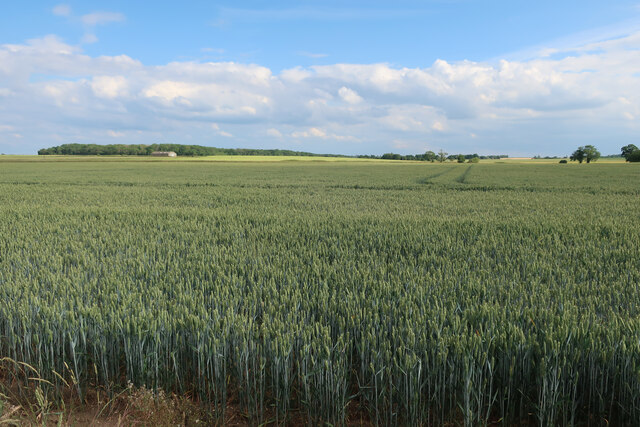 Wheat field towards Boughton Road