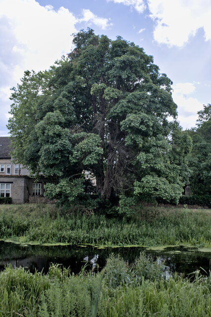 Riverside tree