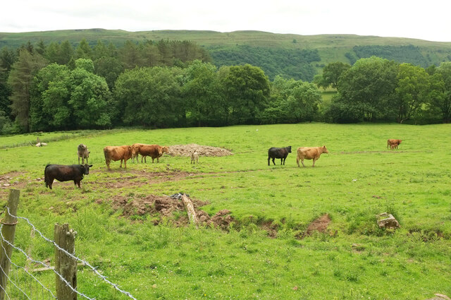 Cattle pasture, Bwlch-y-waun