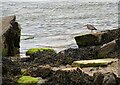 NZ3575 : Curlew on a rocky beach by Robert Graham