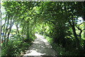 The B3304 passing through woodland on the road to Portleven