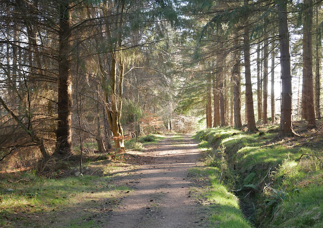 Forest path, Torrieston