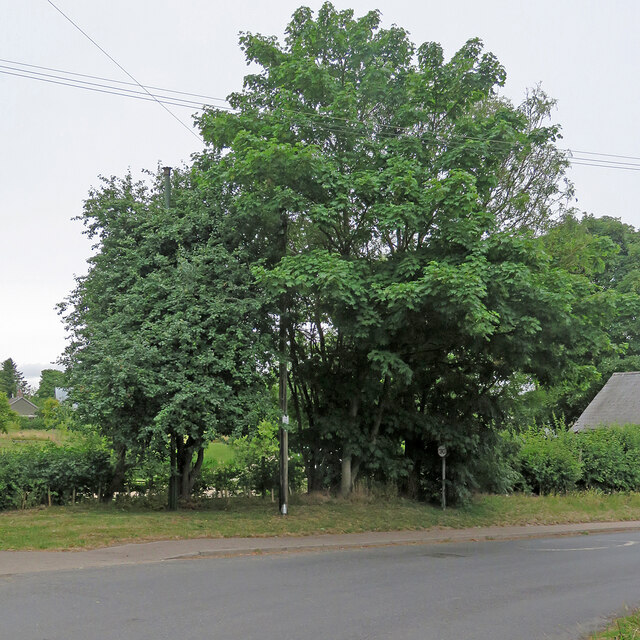 West Wickham: a stinkpipe half hidden in a tree