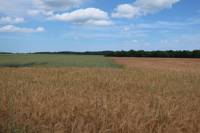 Fields near Southrepps