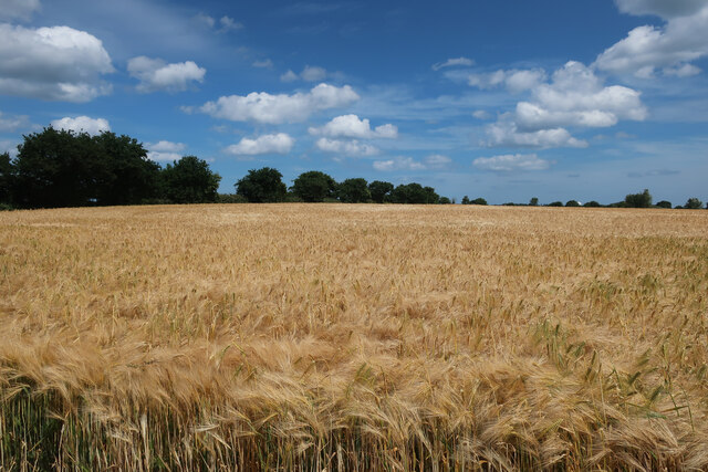 Barley field near Holley's Farm