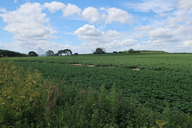 Spray irrigation over potato field