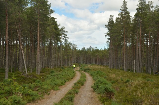 Track in Clashmore Woods, Sutherland