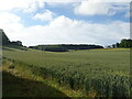 Cereal crop, Haven Hill